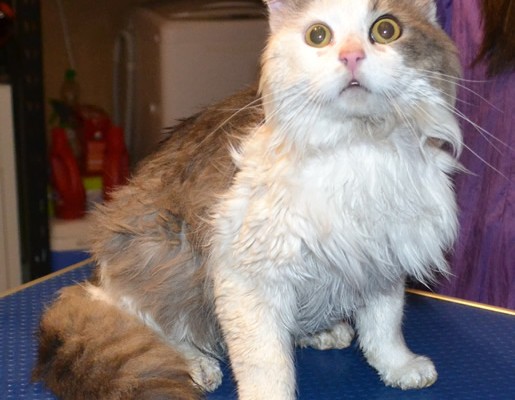 Monday is a Medium hair Domestic. He had his matted fur shaved, nails clipped and a wash n blow-dry.  Pampered by Kylies Cat Grooming services Also All Size Dogs.