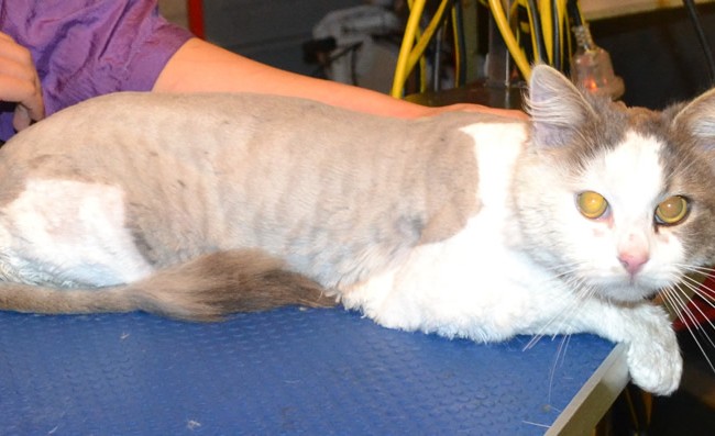 Monday is a Medium hair Domestic. He had his matted fur shaved, nails clipped and a wash n blow-dry.  Pampered by Kylies Cat Grooming services Also All Size Dogs.
