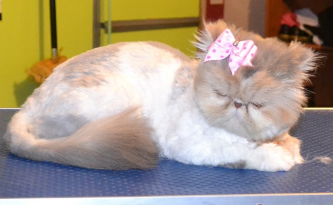 Scarlett is a Persian. She had a Comb clip, nails clipped and ears and eyes cleaned. Pampered by Kylies Cat Grooming Services Also All Size Dogs.