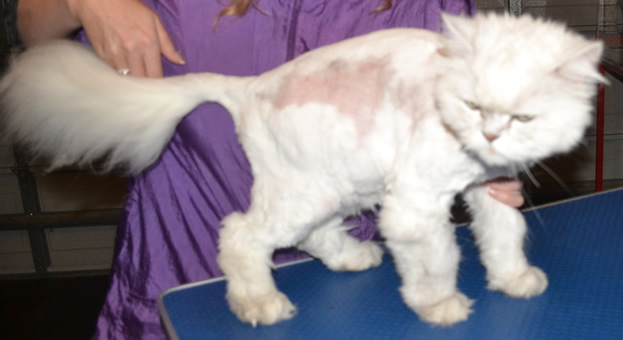 Prince is a Chinchilla. He had his matted fur shaved off and nails clipped. You can see where he ripped his mat off from his skin.  Pampered by Kylies Cat Grooming Services Also All Size Dogs.