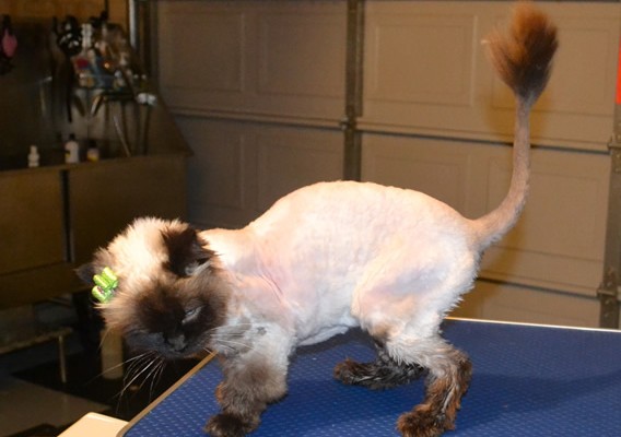 Lilly is a Ragdoll. She had her matted fur shaved off, nails clipped, ears cleaned and a wash n blow-dry. She is wearing her new bumble bee outfit she got from me. Pampered by Kylies Cat Grooming Services Also All Size Dogs.