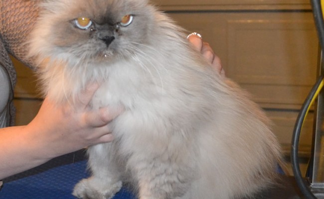 Mia is a Himalayan. She had her Fur shaved, nails clipped, ears cleaned, wash n blow-dry and Hot Pink Softpaw Nail Caps.  Pampered by Kylies Cat Grooming services Also All Size Dogs.