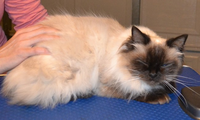Tinkerbell is a Ragdoll. She had her fur shaved to get some matting out, nails clipped and ears cleaned.  Pampered by Kylies Cat Grooming Services Also All Size Dogs.