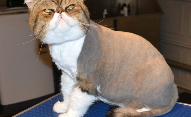 Thor is an Exotic Persian. He had his triple fur coat shaved off, nails clipped, eyes and ears cleaned, wash n blow-dry and is sporting a little Mohawk. Pampered by Kylies cat Grooming services Also All Size Dogs.