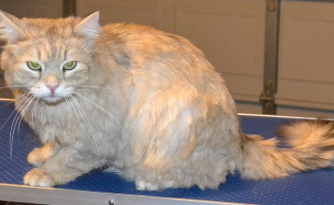 Odie is a Norwegian Forest Cat.  He had his fur comb clipped, brush-out, nails clipped and a wash n blow-dry.  Pampered by Kylies Cat Grooming services Also All Size Dogs.