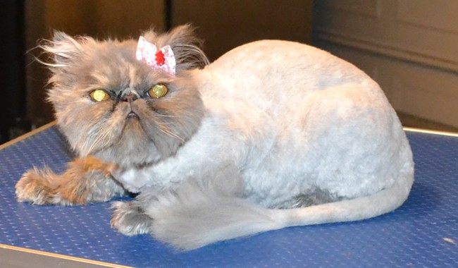 Evie is a 10 month old Persian. She had her matted fur shaved down, nails clipped, ears and eyes cleaned and a wash n blow-dry.  Pampered by Kylies Cat Grooming Services Also All Size Dogs.