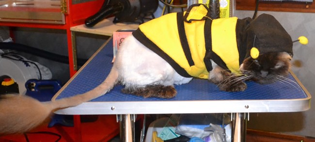Lilly is a Ragdoll. She had her matted fur shaved off, nails clipped, ears cleaned and a wash n blow-dry. She is wearing her new bumble bee outfit she got from me. Pampered by Kylies Cat Grooming Services Also All Size Dogs.