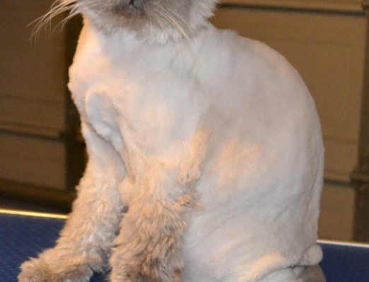 Mia is a Himalayan. She had her Fur shaved, nails clipped, ears cleaned, wash n blow-dry and Hot Pink Softpaw Nail Caps.  Pampered by Kylies Cat Grooming services Also All Size Dogs.
