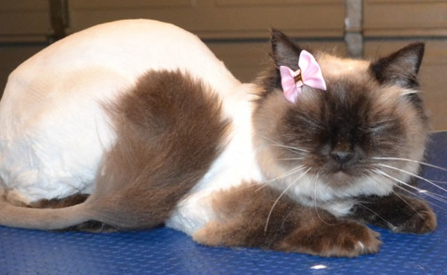 Tinkerbell is a Ragdoll. She had her fur shaved to get some matting out, nails clipped and ears cleaned.  Pampered by Kylies Cat Grooming Services Also All Size Dogs.