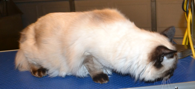 Jiggie is a Ragdoll. He had his fur shaved, ears cleaned, wash n blow-dry, nails clipped and some Purple Softpaw Nail Caps. Pampered by Kylies Cat Grooming Services Also All Size Dogs.