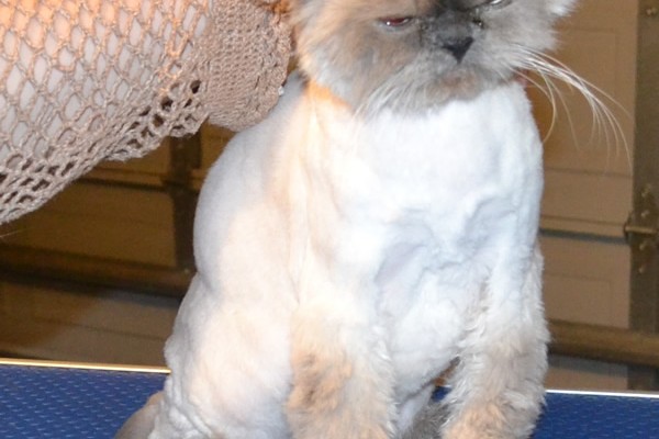 Mia is a Himalayan. She had her Fur shaved, nails clipped, ears cleaned, wash n blow-dry and Hot Pink Softpaw Nail Caps.  Pampered by Kylies Cat Grooming services Also All Size Dogs.