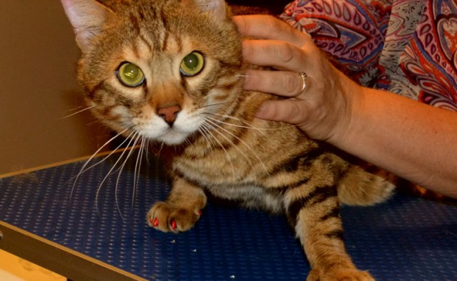 The Beast is a Bengal. He had his nails clipped and a full set of Red with 1 Blue Softpaw nail Caps.  Pampered by Kylies Cat Grooming Services Also All Size Dogs.