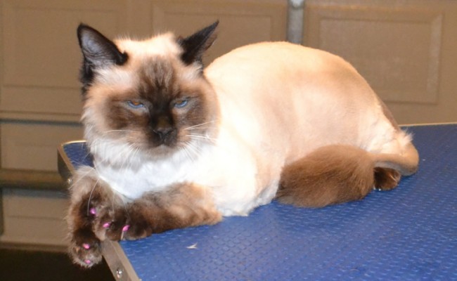 Jiggie is a Ragdoll. He had his fur shaved, ears cleaned, wash n blow-dry, nails clipped and some Purple Softpaw Nail Caps. Pampered by Kylies Cat Grooming Services Also All Size Dogs.
