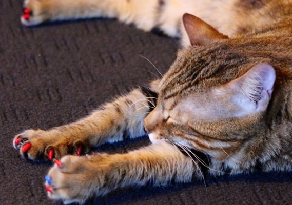 The Beast is a Bengal. He had his nails clipped and a full set of Red with 1 Blue Softpaw nail Caps.  Pampered by Kylies Cat Grooming Services Also All Size Dogs.