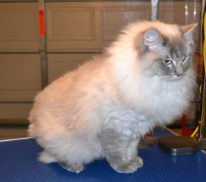 Astro is a Ragdoll. He had his fur shaved down, nails clipped, ears and eyes cleaned, wash n blow-dry and a full set of Glitter Blue Softpaw nail caps. Pampered by Kylies Cat grooming Services Also All Size Dogs.