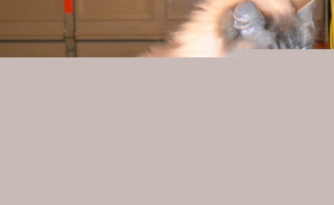 Astro is a Ragdoll.  He had his fur shaved down, nails clipped, ears and eyes cleaned, wash n blow-dry and a full set of Glitter Blue Softpaw nail caps.  Pampered by Kylies Cat grooming Services Also All Size Dogs.