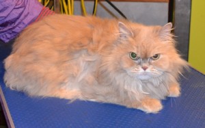 Zulu is a Persian. She had her matted fur shaved off, nails clipped, ears cleaned, full set of Red Softpaw nail caps and is also wearing one of our Bunny coats. Pampered by Kylies Cat Grooming services Also All Size Dogs.