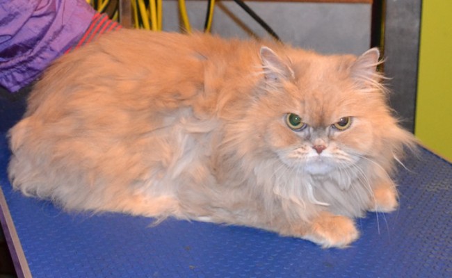 Zulu is a Persian.  She had her matted fur shaved off, nails clipped, ears cleaned, full set of Red Softpaw nail caps and is also wearing one of our Bunny coats.  Pampered by Kylies Cat Grooming services Also All Size Dogs.