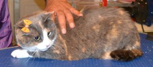 Honeydew is a Short hair Tabby. She had a wash n blow-dry, nails clipped, ears cleaned and a full set of Orange Softpaw nails caps put on. Pampered by Kylies Cat Grooming Services Also All Size Dogs.