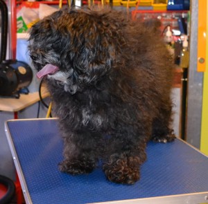 Chloe is a Toy Poodle x Shih Tzu. She had her fur clipped, nails clipped, ears and eyes cleaned and a wash n blow-dry. Pampered by Kylies Cat Grooming services Also All Size Dogs.