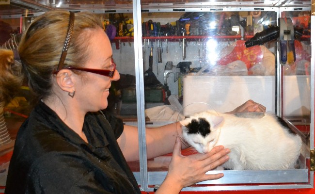 Lilly is a Short hair Domestic.  She had her fur raked, nails clipped, ears cleaned,a wash n blow dry and Hot Pink Softpaw nail caps.  She did so well in The cat/vac Dryer.  Pampered by Kylies cat Grooming services Also All Size Dogs.