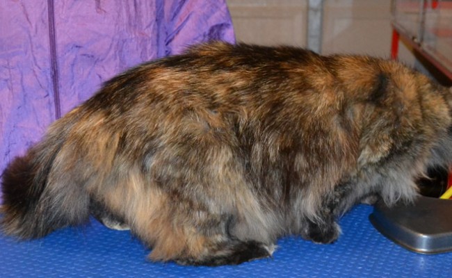 Before – Miss Kitty is a Medium Hair Domestic. She had a brush out, nails clipped, ears cleaned, bum and belly clipped, a wash n blow -dry and  Frontline 1 Month flea applicator. Pampered by Kylies cat Grooming services Also All Size Dogs.