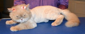 Zulu is a Persian. She had her matted fur shaved off, nails clipped, ears cleaned, full set of Red Softpaw nail caps and is also wearing one of our Bunny coats. Pampered by Kylies Cat Grooming services Also All Size Dogs.