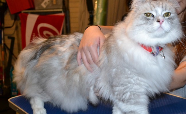 Edwardo is a Chinchilla. He had his matted fur shaved off and nails clipped.  Pampered by Kylies cat grooming services Also All Size Dogs.