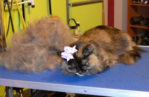 Miss Kitty is a Medium Hair Domestic. She had a brush out, nails clipped, ears cleaned, bum and belly clipped, a wash n blow -dry and Frontline 1 Month flea applicator. Pampered by Kylies cat Grooming services Also All Size Dogs.