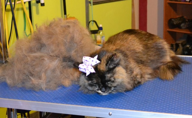 Miss Kitty is a Medium Hair Domestic. She had a brush out, nails clipped, ears cleaned, bum and belly clipped, a wash n blow -dry and  Frontline 1 Month flea applicator. Pampered by Kylies cat Grooming services Also All Size Dogs.
