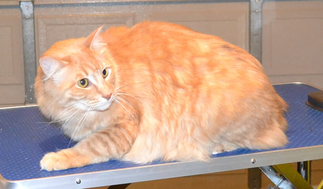 Pudge is a Short to medium hair Domestic.  He had his fur shaved down, nails clipped, ears cleaned, wash n blow dry and Blue Softpaw nail Caps.  Pampered by Kylies Cat grooming Services Also All Size Dogs.