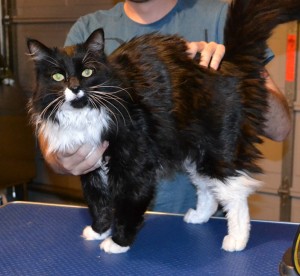 Paris is a Mainecoon. He had his fur shaved down, mails clipped and ears and eyes cleaned. Pampered by Kylies Cat Grooming Services Also All Size Dogs.