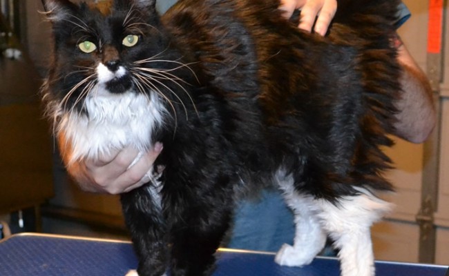 Paris is a Mainecoon.  He had his fur shaved down, mails clipped and ears and eyes cleaned.  Pampered by Kylies Cat Grooming Services Also All Size Dogs.