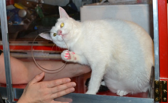Lilly is a Short hair Domestic.  She had her fur raked, nails clipped, ears cleaned,a wash n blow dry and Hot Pink Softpaw nail caps.  She did so well in The cat/vac Dryer.  Pampered by Kylies cat Grooming services Also All Size Dogs.