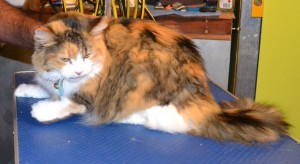 Teezer is a Medium hair Tabby. She had her matted fur shaved down, wash n blow-dry, nails clipped and her ears cleaned. Pampered by Kylies Cat Grooming Services Also All Size Dogs.