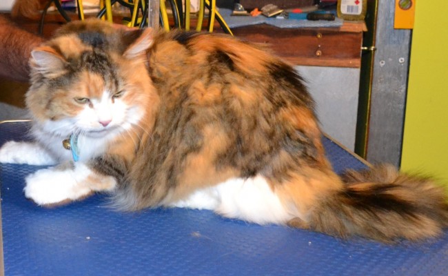 Teezer is a Medium hair Tabby.  She had her matted fur shaved down, wash n blow-dry, nails clipped and her ears cleaned.    Pampered by Kylies Cat Grooming Services Also All Size Dogs.