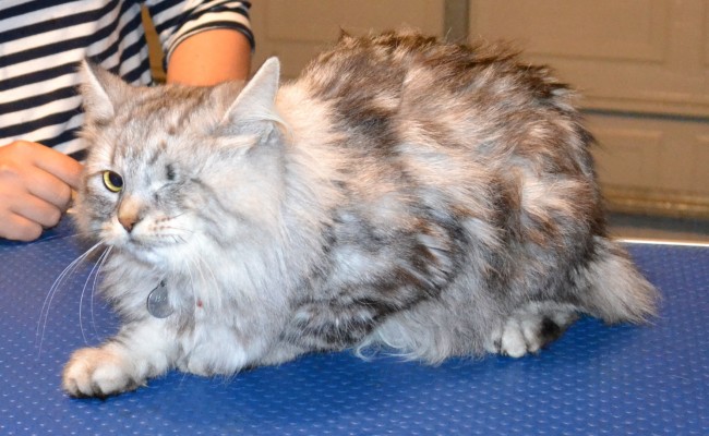 Bella is a Siberian Forest Cat.  She had her fur shaved down, nails clipped, and ears cleaned.  Pampered by Kylies Cat Grooming Services Also All Size Dogs.