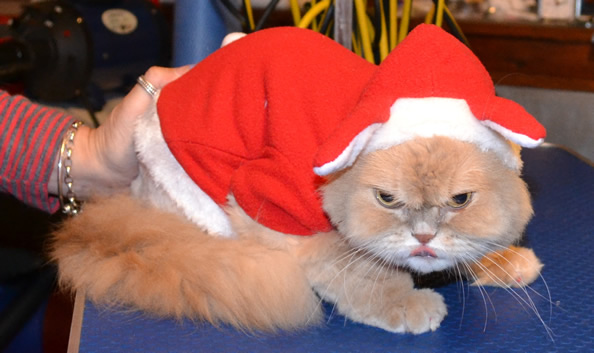 Zulu is a Persian.  She had her matted fur shaved off, nails clipped, ears cleaned, full set of Red Softpaw nail caps and is also wearing one of our Bunny coats.  Pampered by Kylies Cat Grooming services Also All Size Dogs.