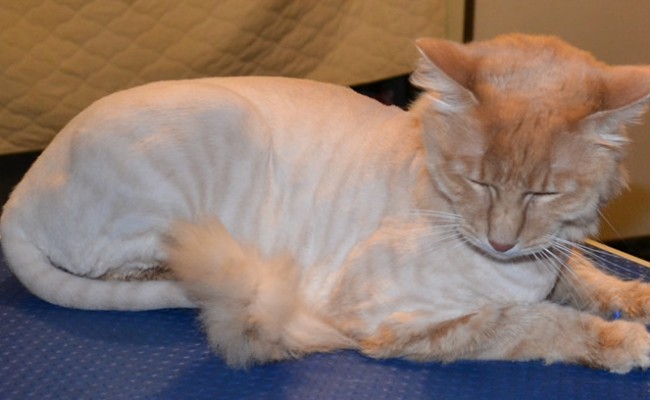 Pudge is a Short to medium hair Domestic.  He had his fur shaved down, nails clipped, ears cleaned, wash n blow dry and Blue Softpaw nail Caps.  Pampered by Kylies Cat grooming Services Also All Size Dogs.