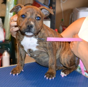 Summer is a 10 week old Staffy. She got a full set of Baby Pink Softpaw nail caps. Pampered by Kylies cat Grooming services Also All Size Dogs.