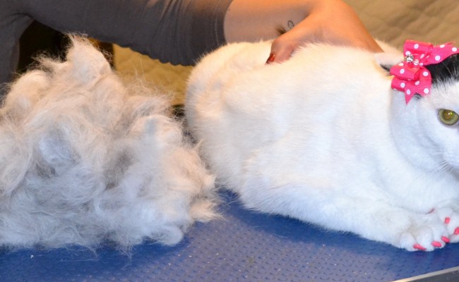 Lilly is a Short hair Domestic.  She had her fur raked, nails clipped, ears cleaned,a wash n blow dry and Hot Pink Softpaw nail caps.  She did so well in The cat/vac Dryer.  Pampered by Kylies cat Grooming services Also All Size Dogs.