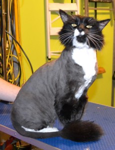 Paris is a Mainecoon. He had his fur shaved down, mails clipped and ears and eyes cleaned. Pampered by Kylies Cat Grooming Services Also All Size Dogs.