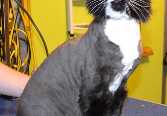 Paris is a Mainecoon.  He had his fur shaved down, mails clipped and ears and eyes cleaned.  Pampered by Kylies Cat Grooming Services Also All Size Dogs.