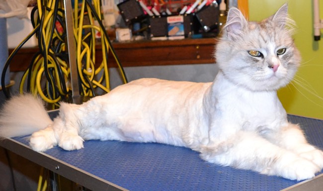 Edwardo is a Chinchilla. He had his matted fur shaved off and nails clipped.  Pampered by Kylies cat grooming services Also All Size Dogs.