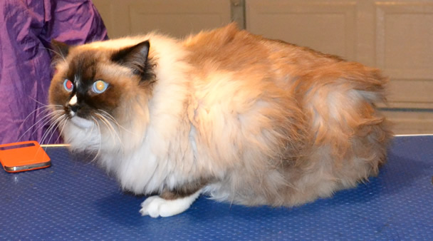Bubi is a Ragdoll. He had his nails clipped, ears cleaned, fur shaved, wash n blow-dry and a full set of Black Softpaw nail Caps.  Pampered by Kylies Cat Grooming Services Also All size Dogs.