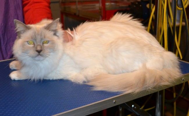 Before – Alonso is a Ragdoll.  He had his fur raked, belly, bum and feet pads clipped, nails clipped, ears cleaned and a wash n blowdry.  Pampered by Kylies cat Grooming services Also All Size Dogs.