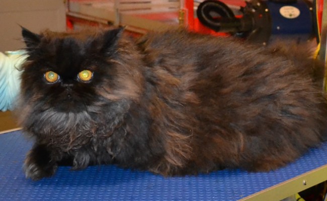 Coco Chanel is a Persian. She had a comb clip, nails clipped, ears cleaned, wash n blow dry and Hot Pink Softpaw nails caps.  Pampered by Kylies Cat Grooming Services Also All Size Dogs.