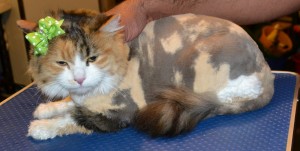 Teezer is a Medium hair Tabby. She had her matted fur shaved down, wash n blow-dry, nails clipped and her ears cleaned. Pampered by Kylies Cat Grooming Services Also All Size Dogs.