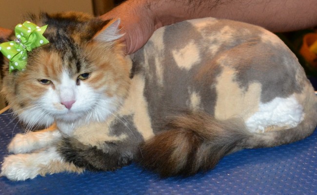 Teezer is a Medium hair Tabby.  She had her matted fur shaved down, wash n blow-dry, nails clipped and her ears cleaned.    Pampered by Kylies Cat Grooming Services Also All Size Dogs.