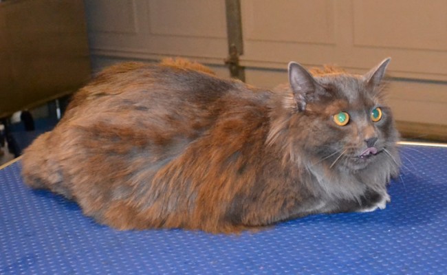 Mica is a Russian Blue,  She had her nails clipped, and fur clipped. Pampered by Kylies Cat Grooming Services Also All Size Dogs.